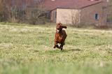 SETTER IRLANDAIS 285
